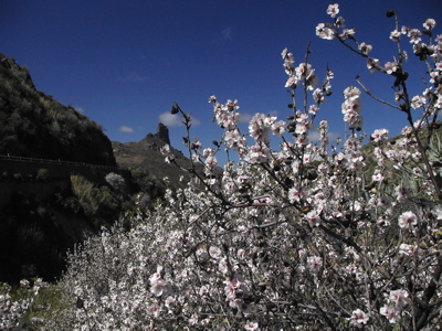 Wandern im Zentrum von Gran Canaria mit Blick auf den Roque Bentaiga